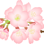 箱根の桜の開花状況2017。見頃の時期はいつ?花見の名所と予想！