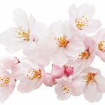 高田公園の桜2017年の開花予想と見頃は?ライトアップはあるの！