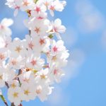 吉野山の桜2017年の開花予想は?見頃とライトアップはいつ！